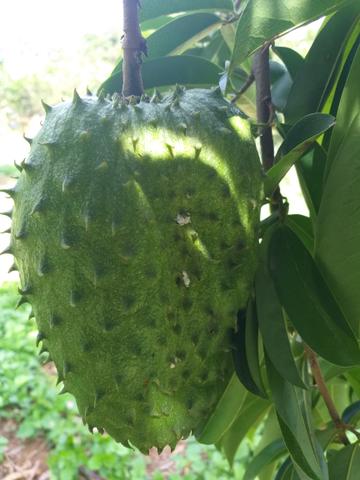 Fruta graviola muito boa .sem agrotóxico - Foto 4