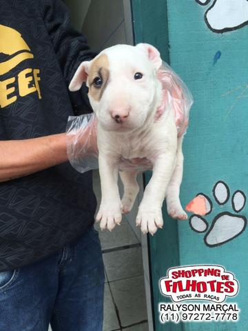 Bull Terrier Inglês filhotes de alto padrão com qualidade genética! - Foto 4
