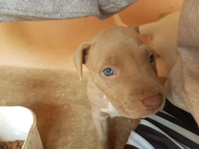 Vendo filhote de pit bull