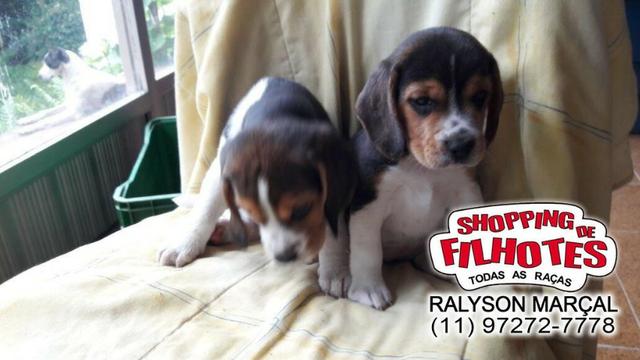 Beagle mini a pronta entrega, (bicolor/tricolor) com garantia de saúde - Foto 3