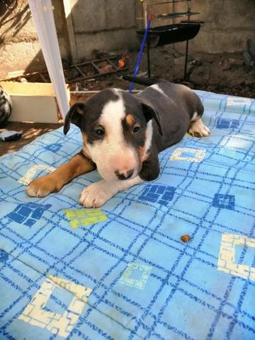Bull Terrier Inglês pirata/fulvo/tricolor/white e black brindle, machos e fêmeas! - Foto 3