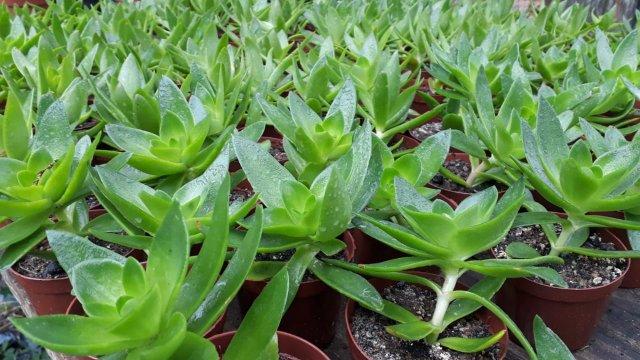 Suculentas e mini cactos - Foto 2