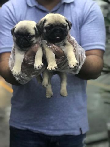 Pug filhotes de 45 a 60 dias, a pronta entrega - Foto 2