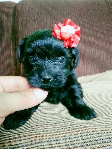 Poodle pretinha Micro - Foto 4