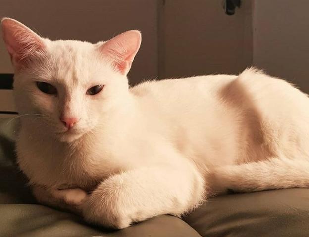 Casal de Gatos para adoção responsável - Foto 6