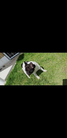Vendo Buldogue francês Fêmea - Foto 3