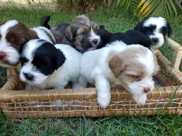 Filhotes de Lhasa Apso