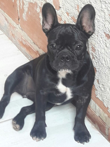 Bulldog Francês