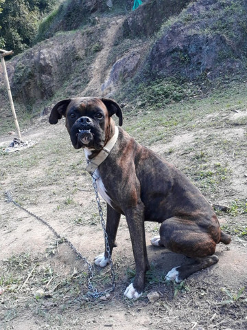 Procuro Boxer - Foto 3