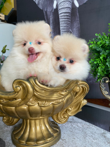 Spitz alemão anão macho - Foto 4