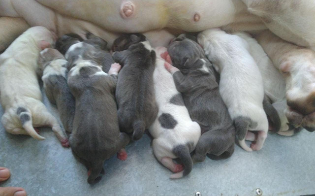 American bully - Foto 2