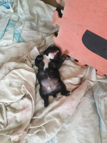 Bulldog Francês - Foto 3