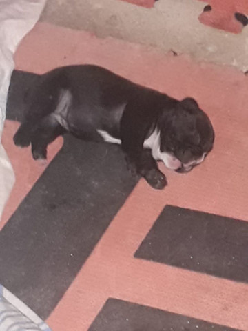 Bulldog Francês - Foto 4
