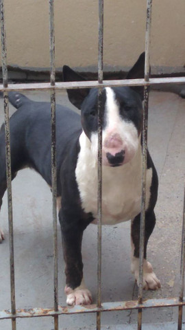 Casal de Bull terrier inglês diferenciados - Foto 2