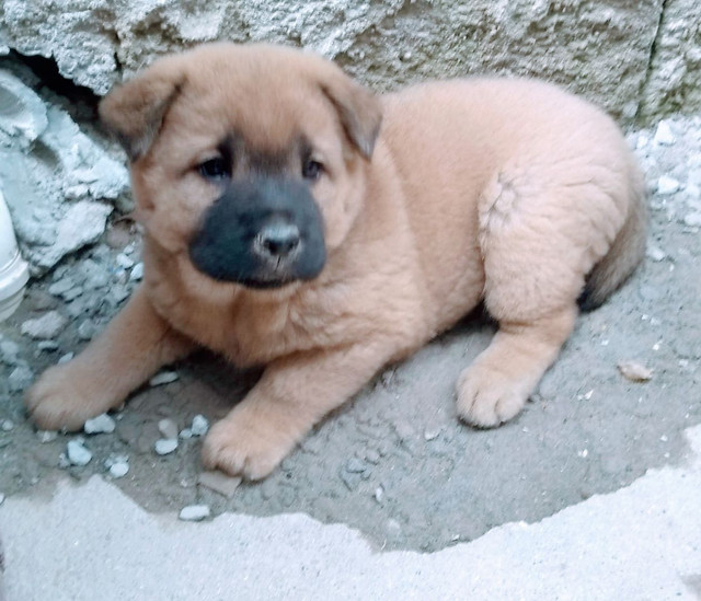 Chow chow