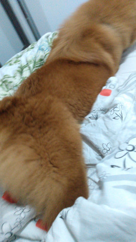 Chow Chow Macho/ Cruzar - Foto 2