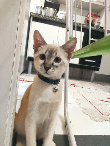 Gato siamês macho doação - Foto 4