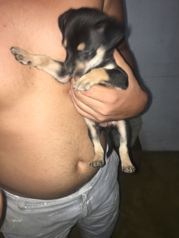 Cachorrinho de raça Pastor-de-beauce, mestiço ! 2 macho e 1 fêmea ? - Foto 2