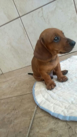 Vendo Filhote Basset