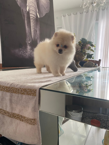 Spitz alemão anão macho - Foto 5