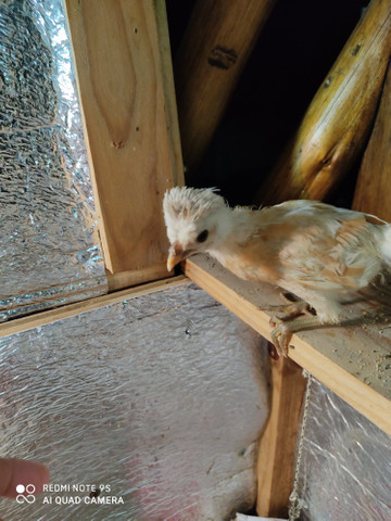 Vendo pintos de galinha polonesa - Foto 3