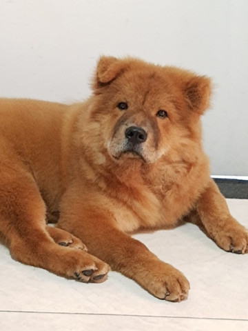 Chow Chow Macho/ Cruzar - Foto 4