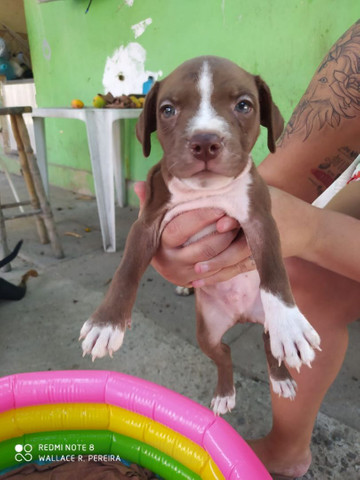 Filhotes de Pitbull disponível - Foto 2