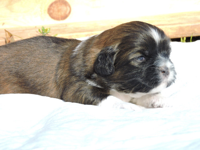 Shih Tzu para Reserva Pedigree Linh. Fígado - Foto 4