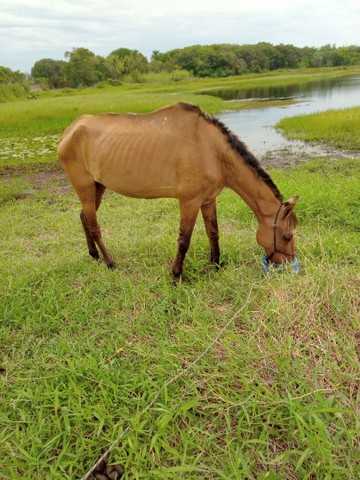 CAVALO