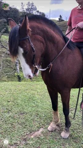 o quêe é cavalo com frente aberta?