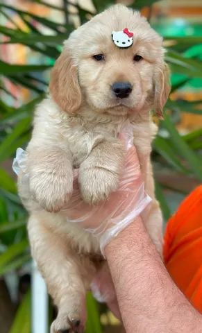 Tradução do amor! ♥️ #amor #goldenretriever #cachorro #fy