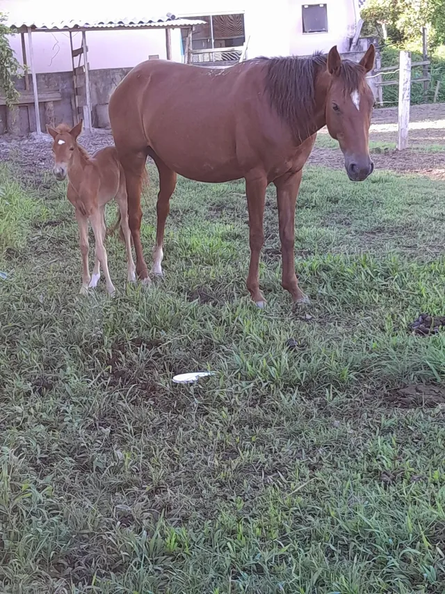 Cavalo alazão tostado de marcha picada - Cavalos e acessórios