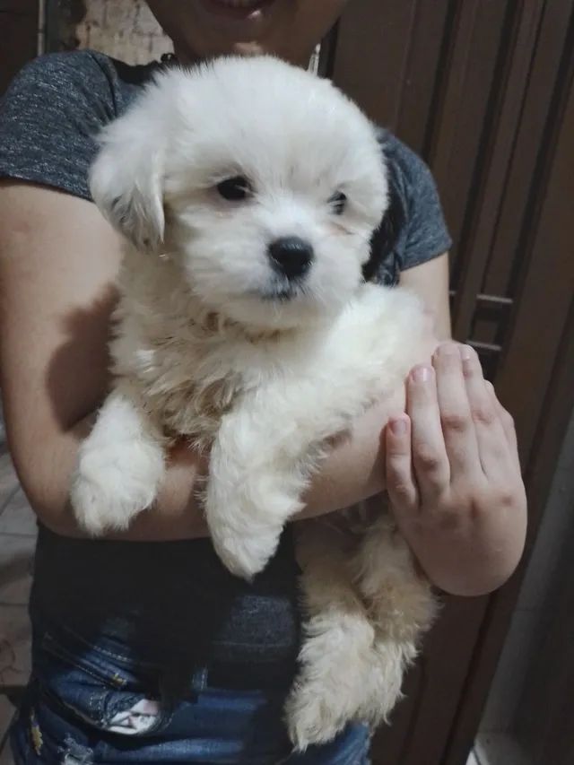 Filhote  Lhasa apso