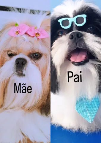 Vendo Shih-tzu. - Foto 4