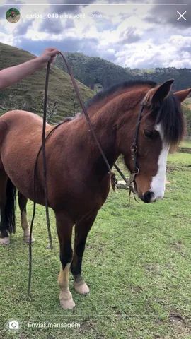 Égua frente aberta, mansa - Cavalos e acessórios - Pachecos, Palhoça  1252773521