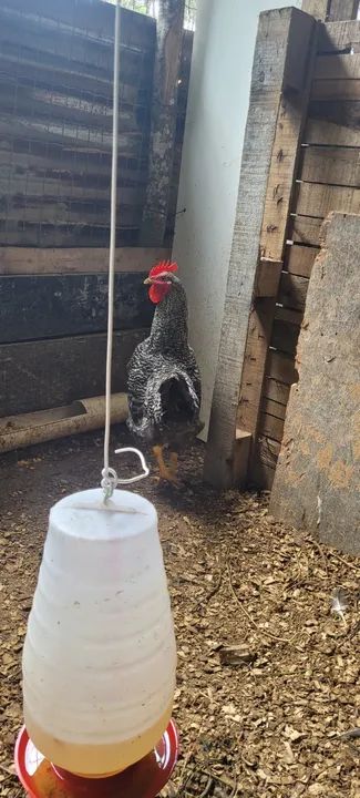 Ovos galados de galinha caipira  - Foto 4