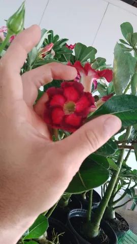 Plantas para Revenda Atacado e Varejo