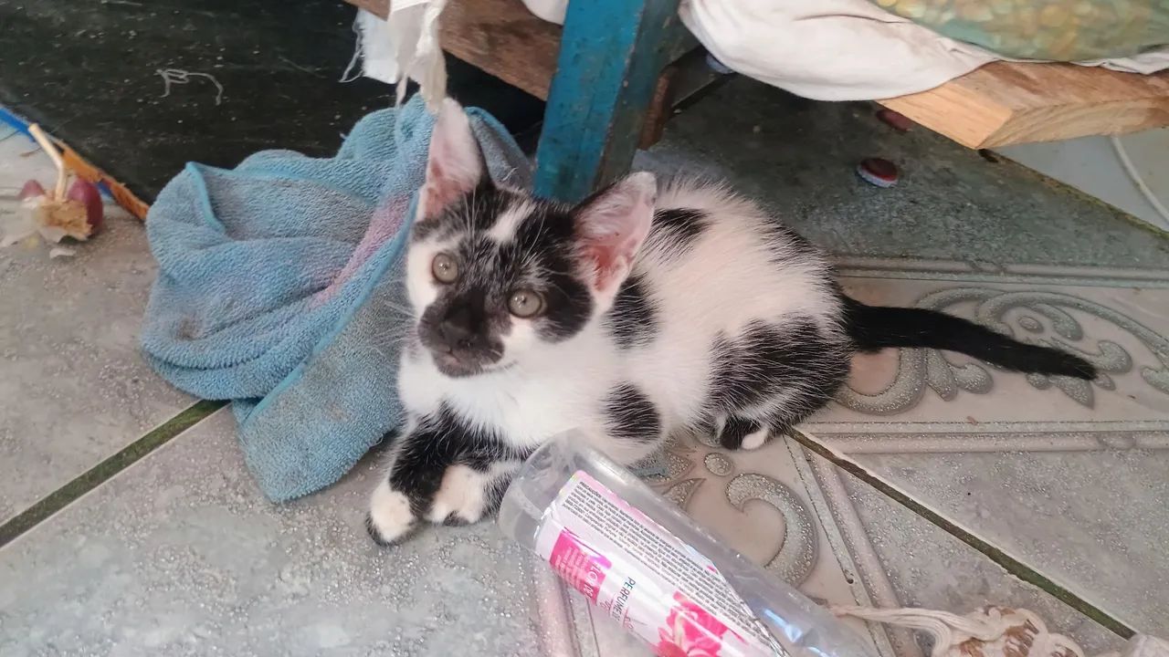 Doação responsabilidade - Foto 2