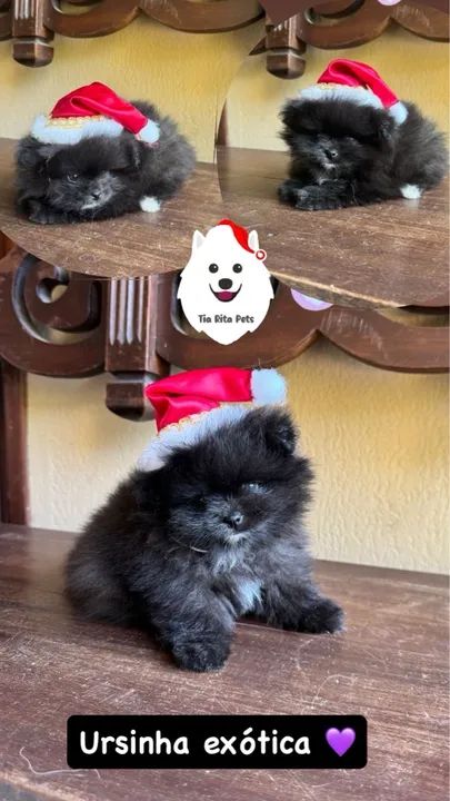 Lindos filhotes @tiaritapets - Foto 3