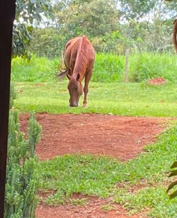 Cavalo Quarto de Milha para venda - Foto 2