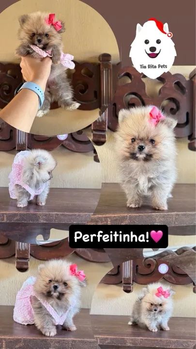 Lindos filhotes @tiaritapets - Foto 4
