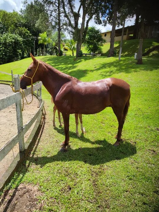 Égua Mangalarga Marchador  - Foto 3