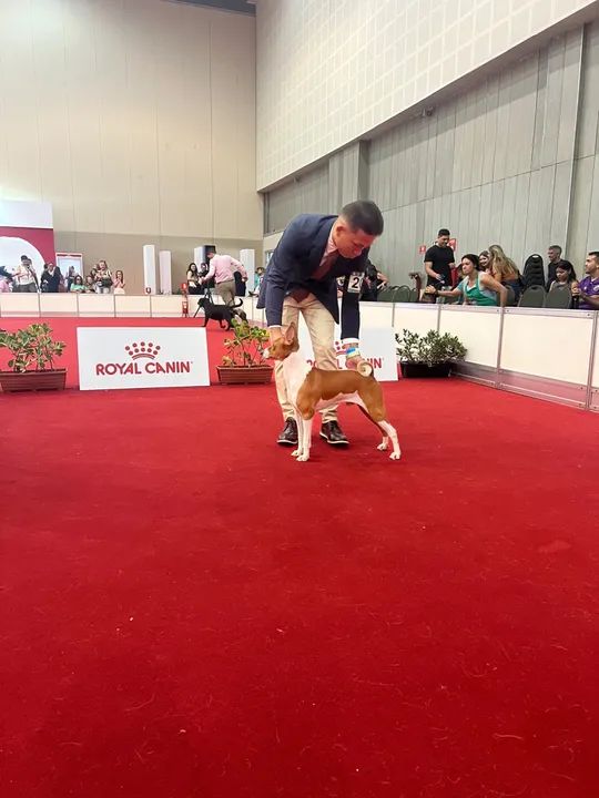 Filhote de Basenji - Foto 5
