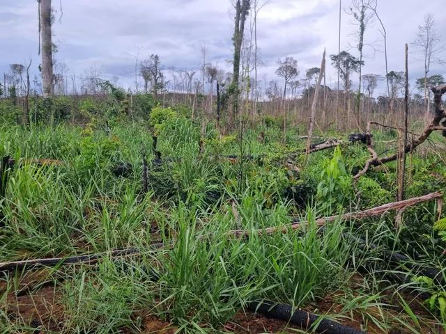 VENDO 100 ALQUEIRES NA VILA DO SAMUEL - Foto 3