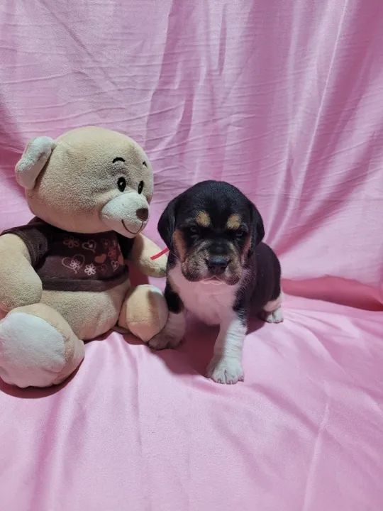 Beagle, Macho e Fêmea. Entrego/Parcelo 12x, Chama no whats!  - Foto 2