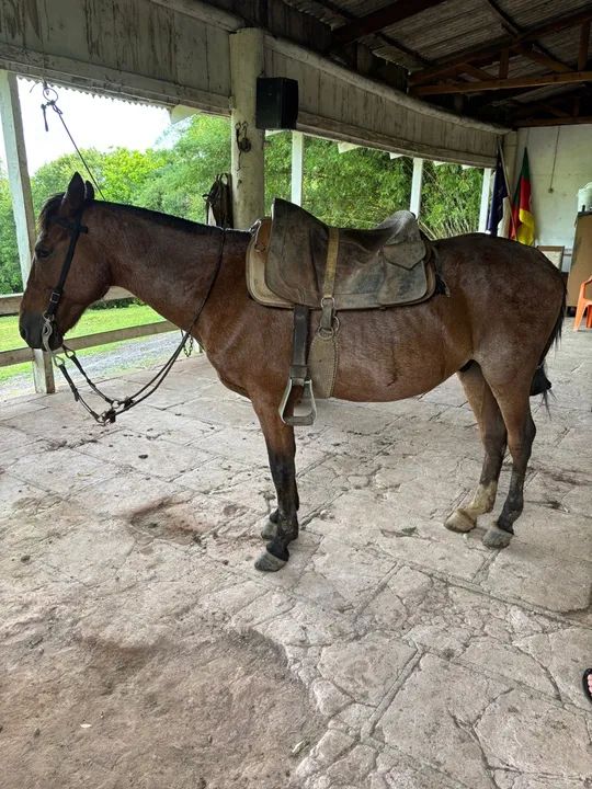 Cavalo para venda - Foto 5