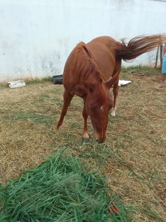Égua Quarto de Milha para venda - Foto 5