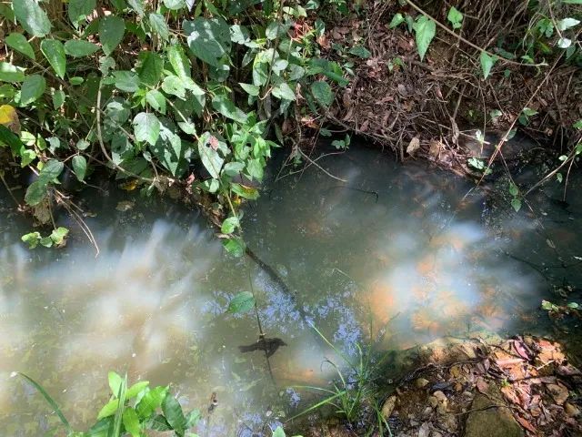  Terreno rural 7.8ha, casa antiga, barracão, arvores frutíferas, 2 nascentes,2 lagoas, Jab - Foto 3