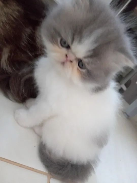 Lindo presente de Natal. Persa macho exótico