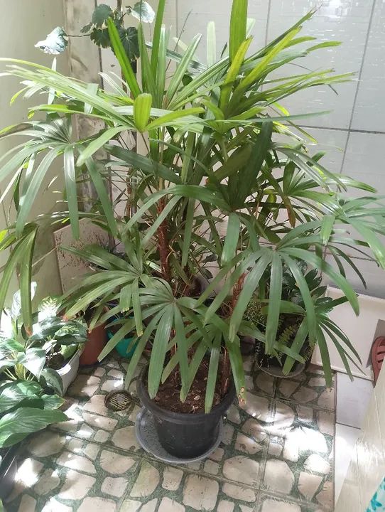 Palmeira ráfia  - Foto 2